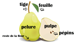 etude poire